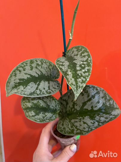 Эпипремнум