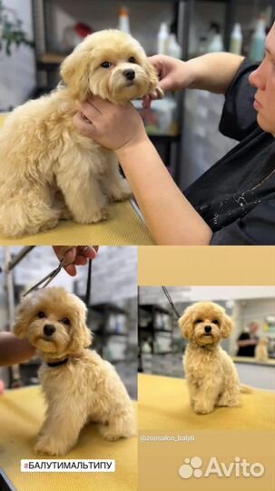 Груминг Мальтипу, кавапу