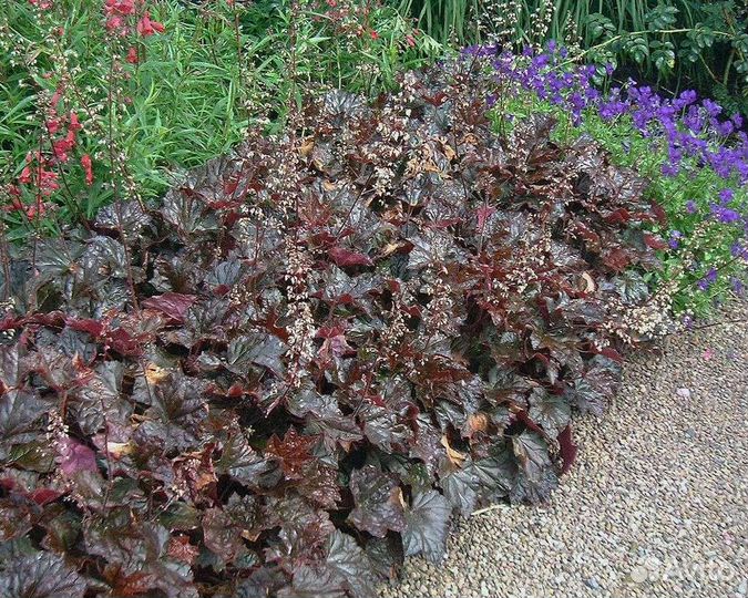 Гейхера Пэлас Перпл зкс