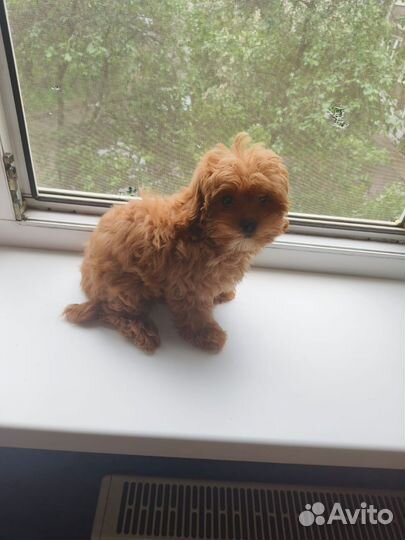 Мальтипу f1 мини девочка