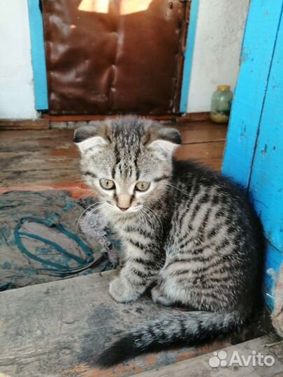 Кошки