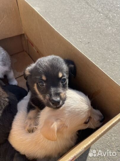 Щенок в добрые руки