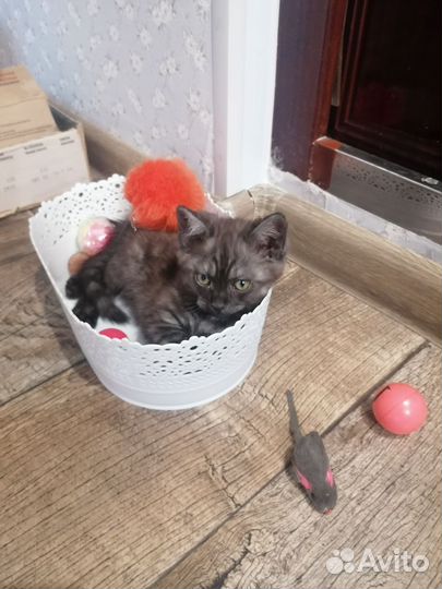 Котик в дар