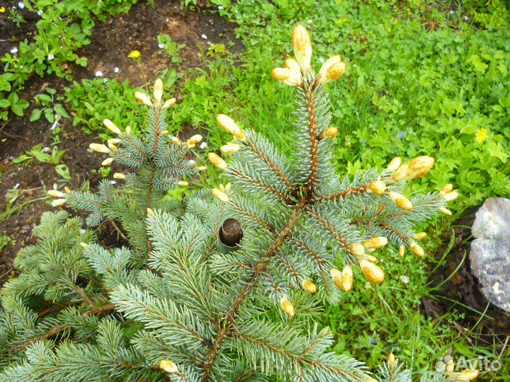 Ель колючая (сорт 'Bialobok')