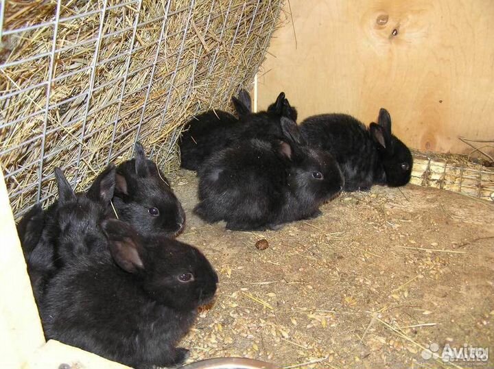 Крольчата 1 месяц