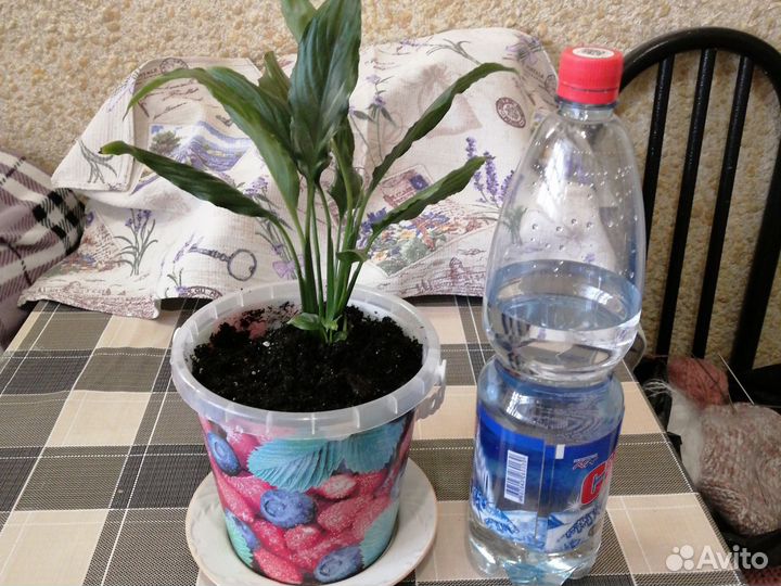 Спатифилиум