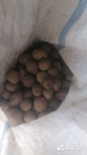 Картофель на семена