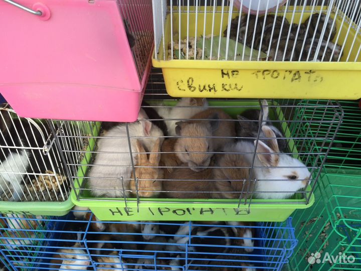 Продаются Кролики карликовые,хомячки,джунгарики,ши