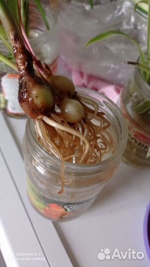 Валлота, комнатное растение