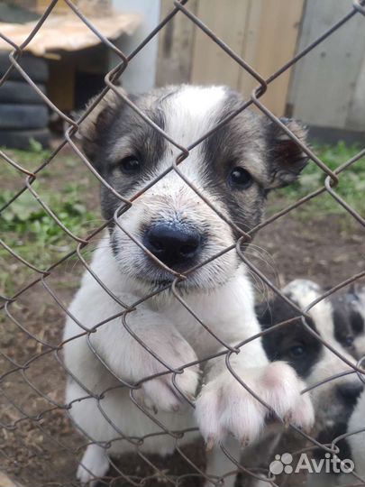 Щенки алабая