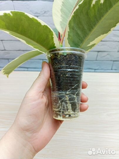 Фикус эластика Тинеке