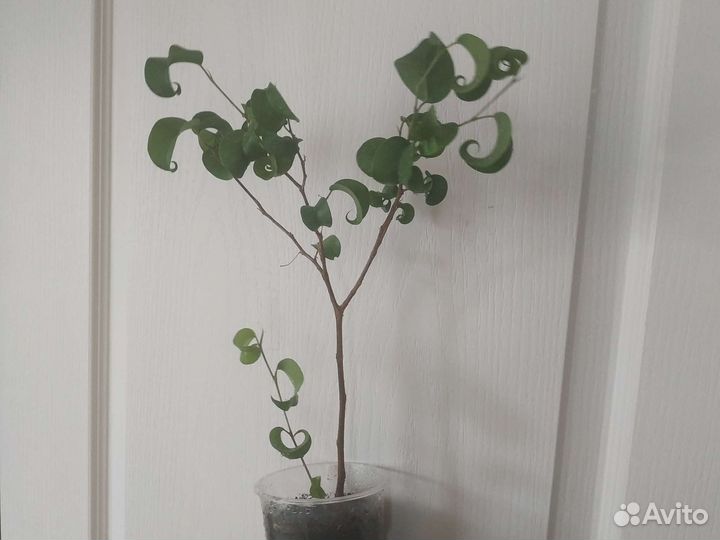 Фикус бенджамина. Сорт Букле