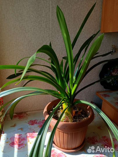 Драцена маргината, кливия