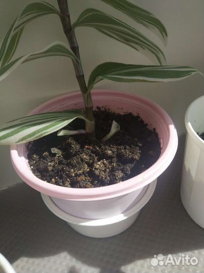 Трандесканция белоцветковая