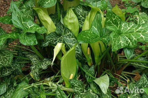 Аронник итальянский Драконова Лилия