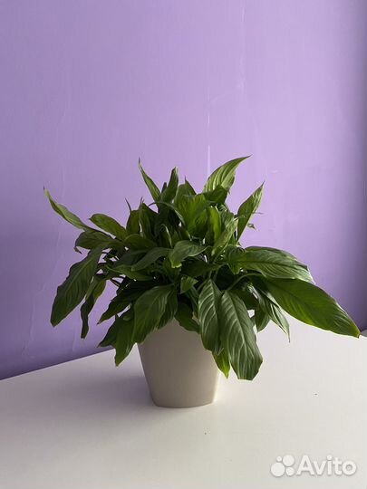 Спатифиллум