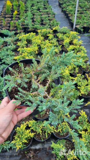 Можжевельник блю карпет