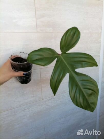 Филодендроны