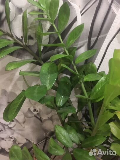 Фикуси другие растений