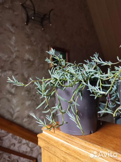 Сенецео Крестовник халианус