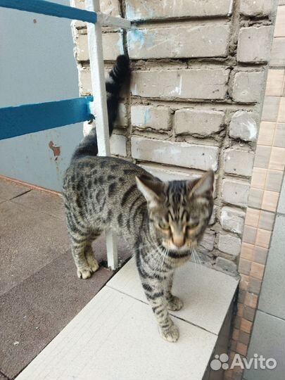 Найдена кошка
