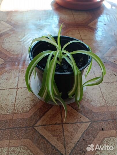 Хлорофитум