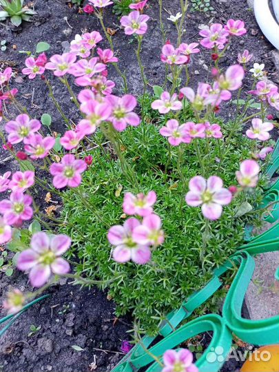 Хоста, ремонтантная машина, многолетние цветы