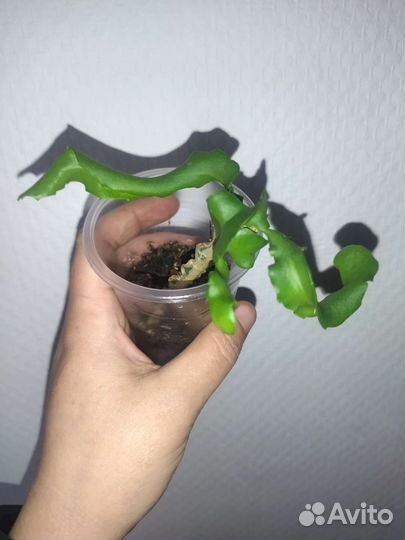 Экзотические комнатные растения