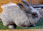 Кролики породы большое светлое серебро бсс