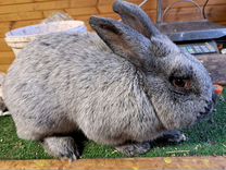 Кролики породы большое светлое серебро