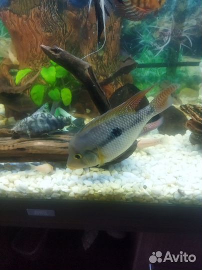 Геофагус бразильский