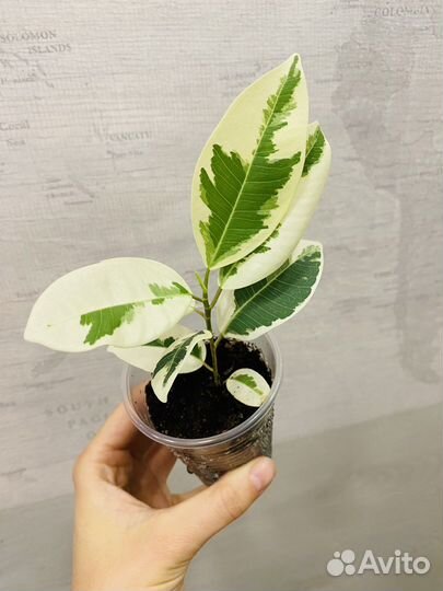 Фикус альбомаргината