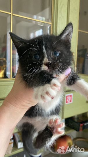 Отдам бесплатно