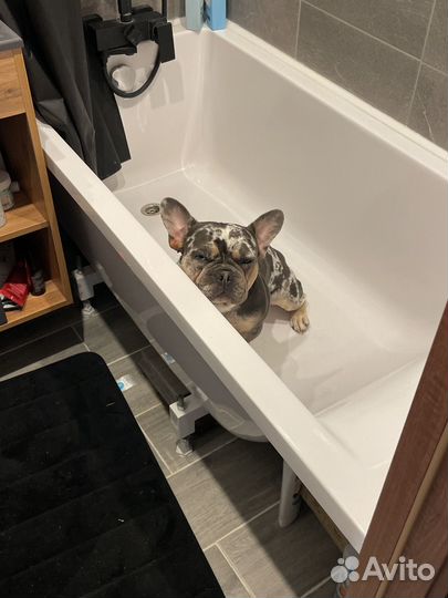 Вязка с французом