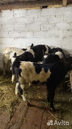 Домашние бычки