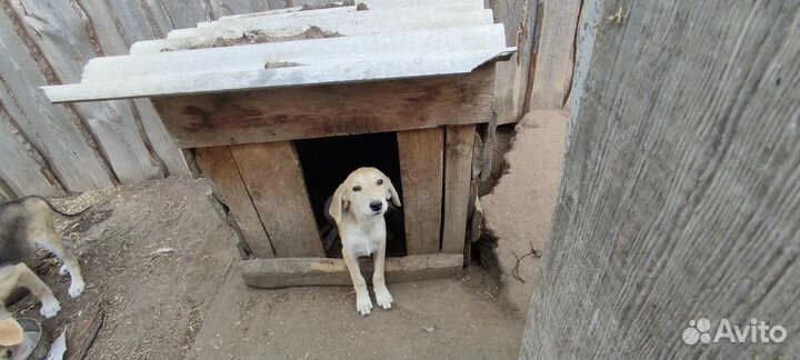 Щенки русской гончей