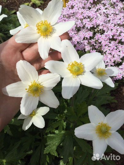 Многолетние растения для сада