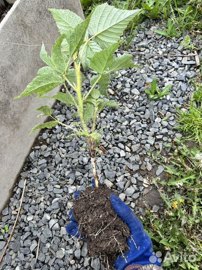 Саженцы малины