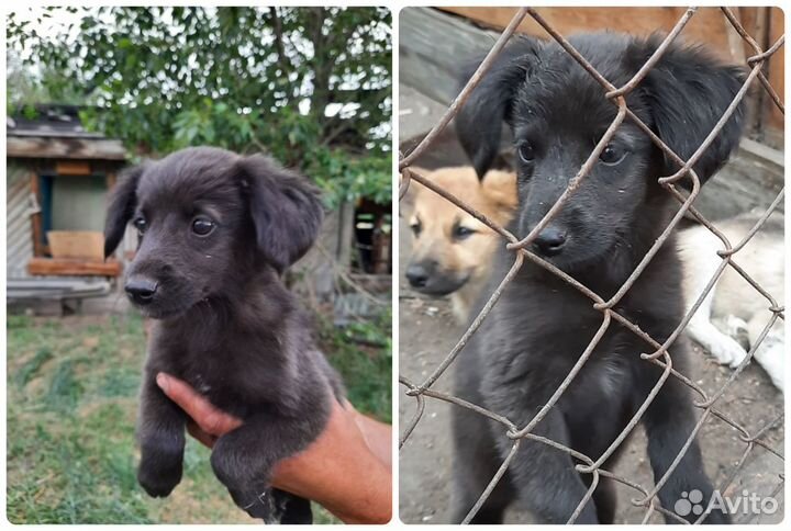 Возьми щенка из приюта, подари ему дом