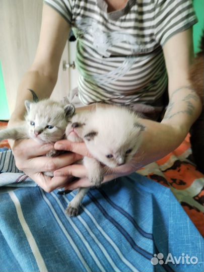 Тайские котята мальчик,девочка
