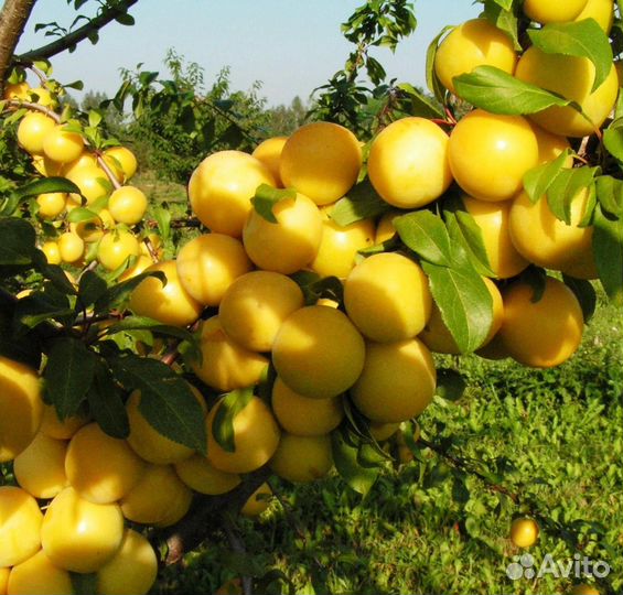 Саженцы яблони