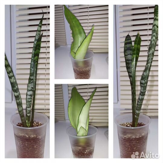 Сансевиерии