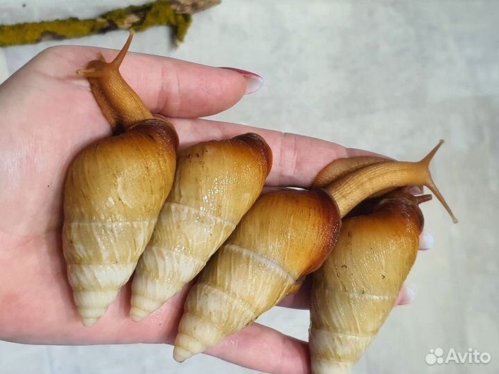 Улитки.Ахатины,архахатины