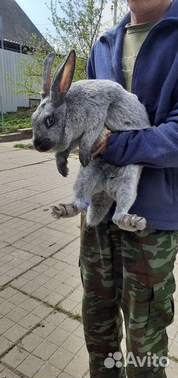 Полтавское серебро
