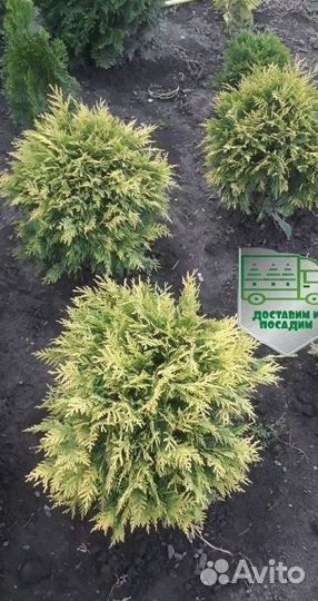 Туя Голден Глоб