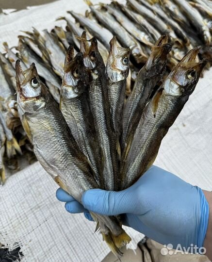 Оптом Вяленая корюшка