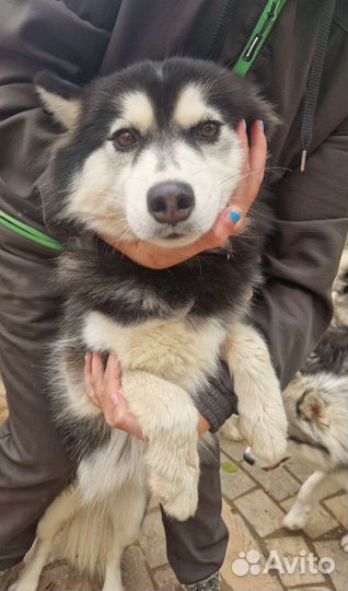 Сибирский хаски