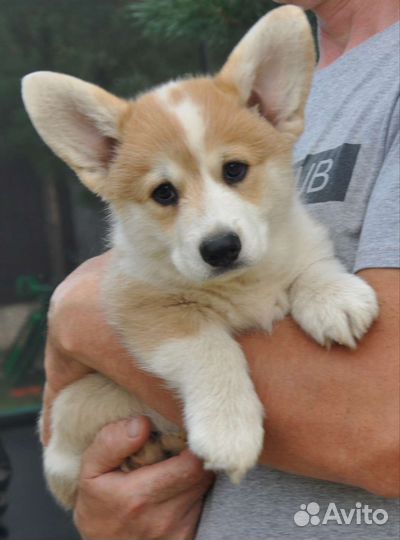 Щенки корги