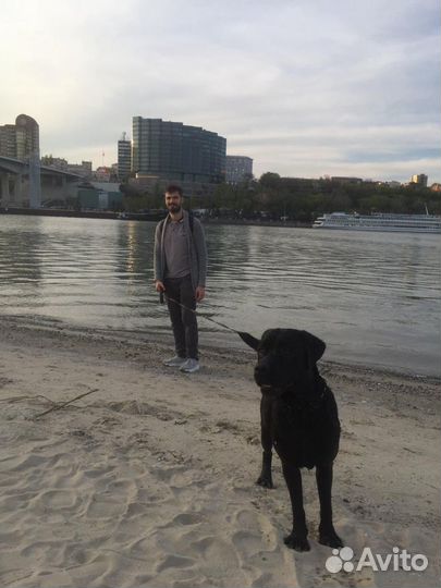 Жених лабрадор-ретривер