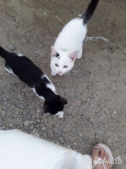 Дарятся катята от мышеловки